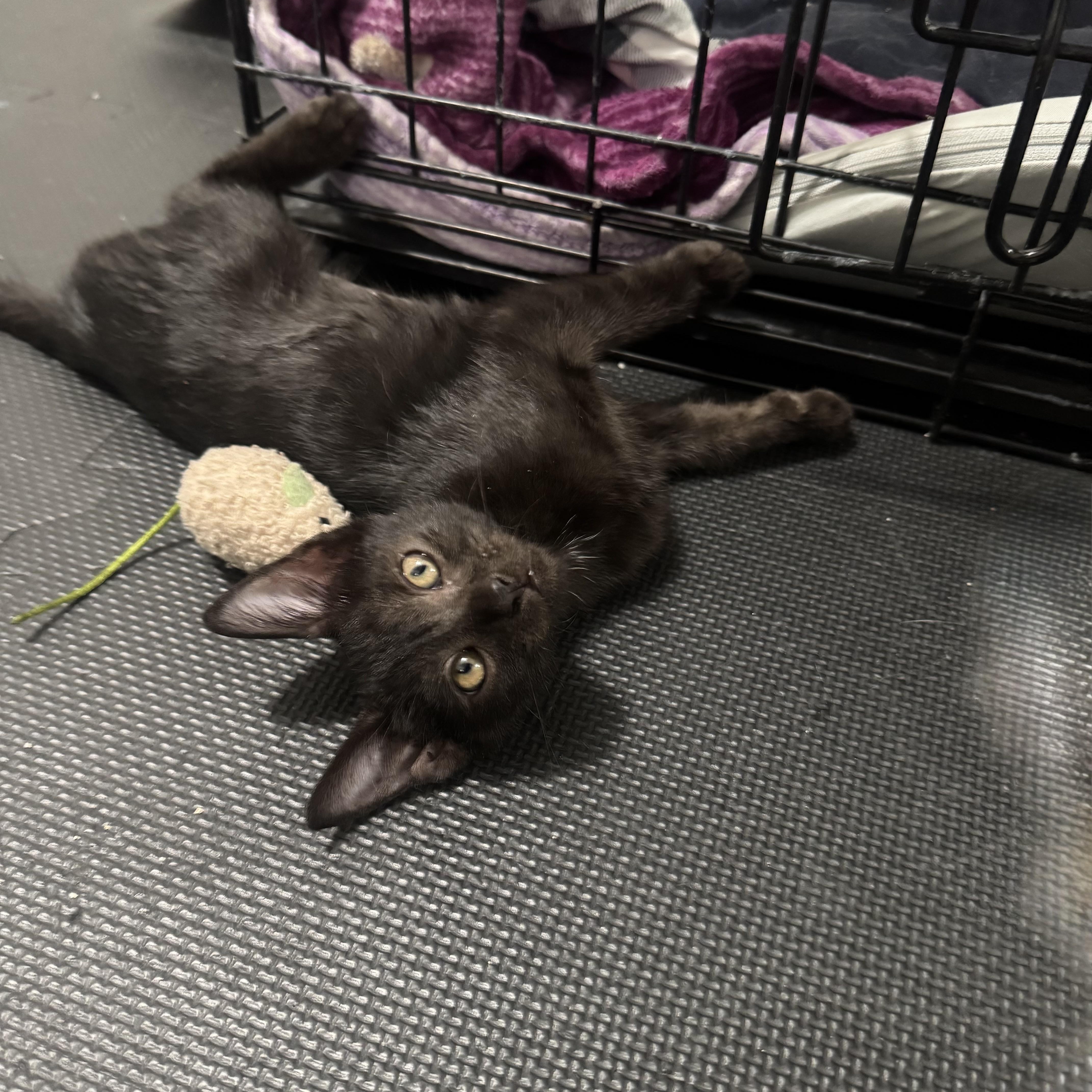 A young medium-sized female Domestic Short Hair cat named Nova  A star for adoption in Fountain Valley, CA