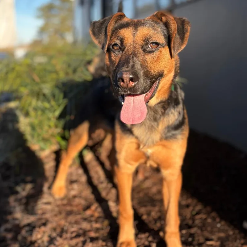 A young medium-sized female Black Shepherd dog named Deena for adoption in Portland, OR