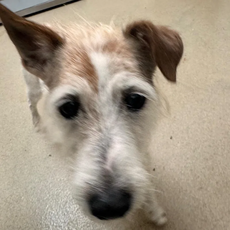 A senior small-sized male White / Cream Jack Russell Terrier dog named Wish Bone for adoption in Lynchburg, VA
