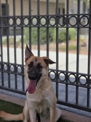 An adult large-sized female German Shepherd Dog dog named Shawarma for adoption in El Paso, TX