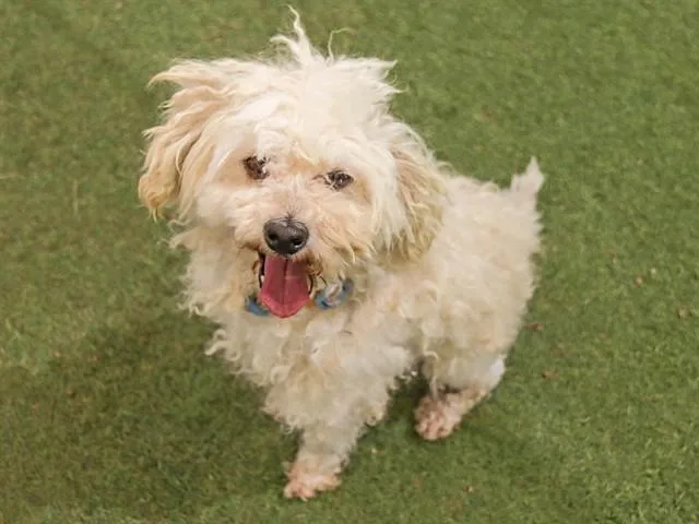 An adult small-sized male Poodle dog named Gomez for adoption in Ojai, CA