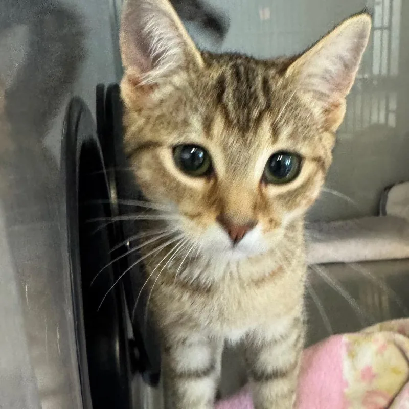 A baby small-sized female Calico Domestic Short Hair cat named Sadie for adoption in Ridgely, MD