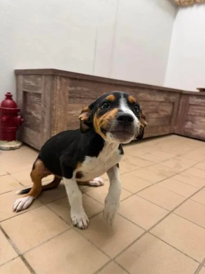 Biscuit