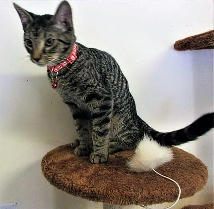 An adult medium-sized female Domestic Short Hair cat named Naomi for adoption in Hartwell, GA