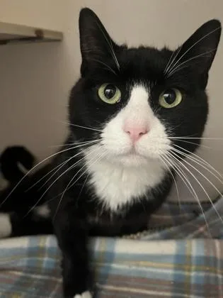 An adult medium-sized female Domestic Short Hair cat named Sunshine for adoption in Columbus, IN