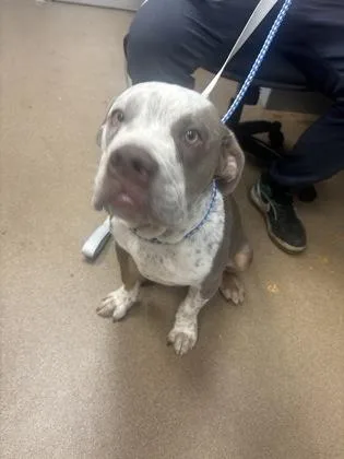 A young medium-sized male Mixed Breed dog named Tate for adoption in Chamblee, GA