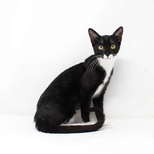 A baby medium-sized female Black & White / Tuxedo Domestic Short Hair cat named Emberly for adoption in Florence, AZ