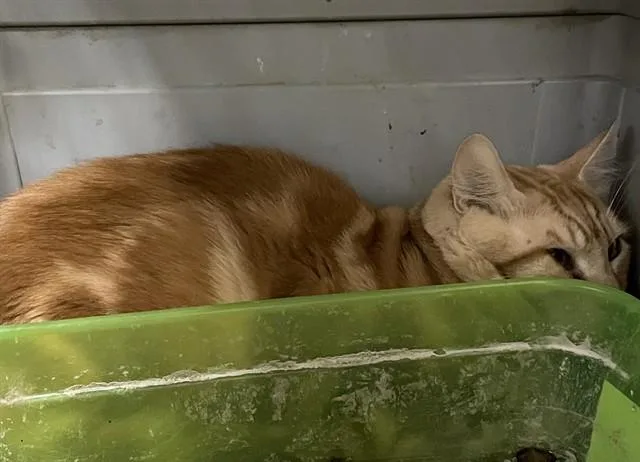 An adult large-sized male Domestic Short Hair cat named Ronald for adoption in San Jose, CA