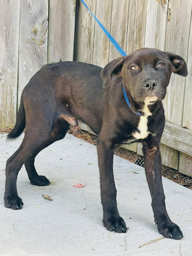 A young medium-sized male Pit Bull Terrier dog named AC "Tuck" for adoption in Conyers, GA