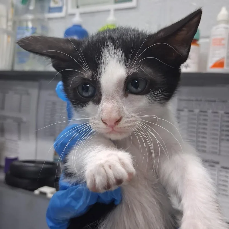 A baby small-sized male Black Domestic Short Hair cat named Fish for adoption in Summerville, SC