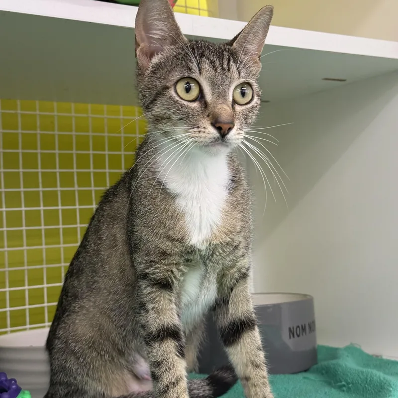 A young medium-sized female Tabby (Gray / Blue / Silver) Tabby cat named Gigi for adoption in Intercession city , FL