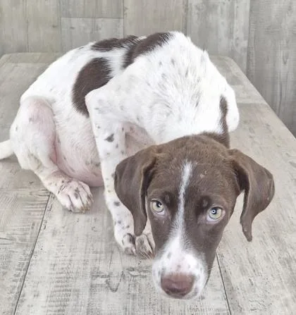 An adult small-sized female Hound dog named Flake for adoption in Shreveport, LA