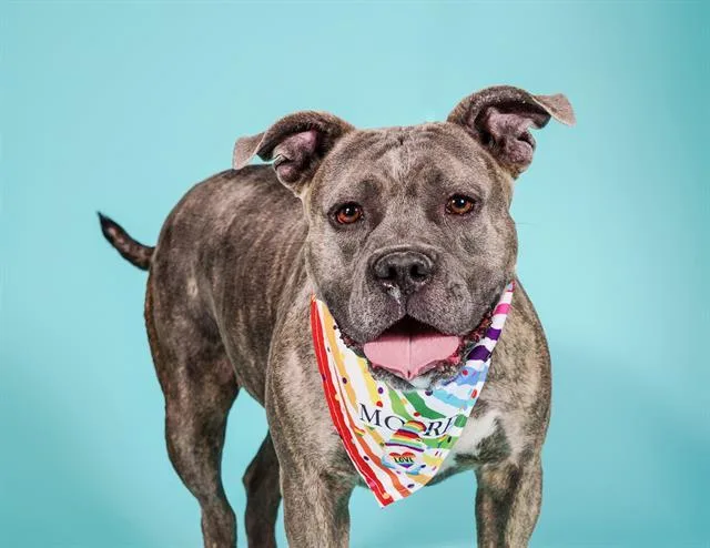 An adult large-sized female Mixed Breed dog named Nena for adoption in Los Angeles, CA