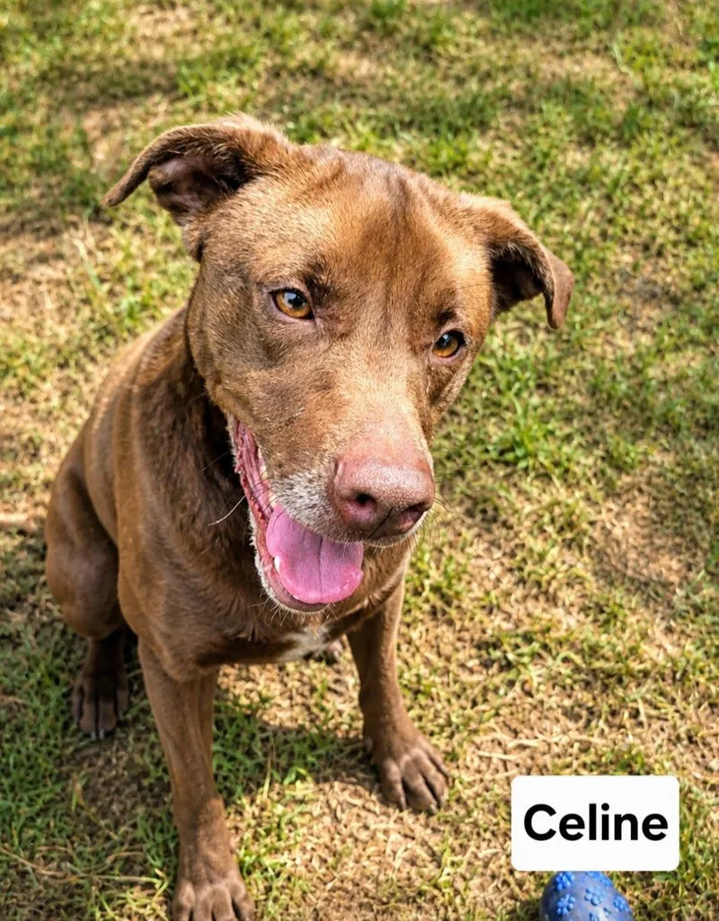 An adult large-sized female Chocolate Labrador Retriever dog named Celine Dixon for adoption in Rockaway, NJ