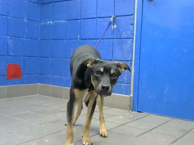 A young small-sized male German Shepherd Dog dog named Brent for adoption in Albuquerque, NM
