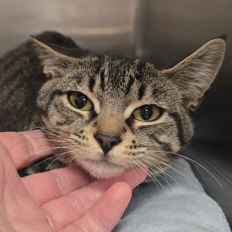 A baby small-sized female Brown / Chocolate Domestic Short Hair cat named Cassie for adoption in Spokane, WA
