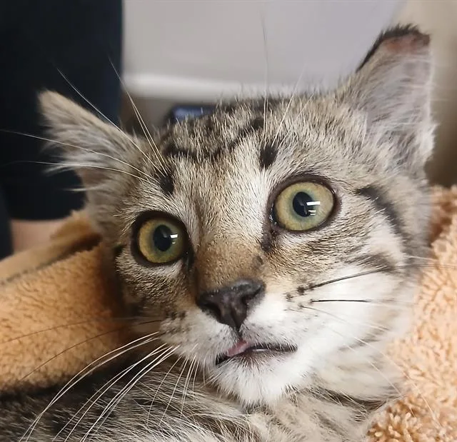 A baby small-sized male Domestic Short Hair cat named Crackle for adoption in Lodi, CA