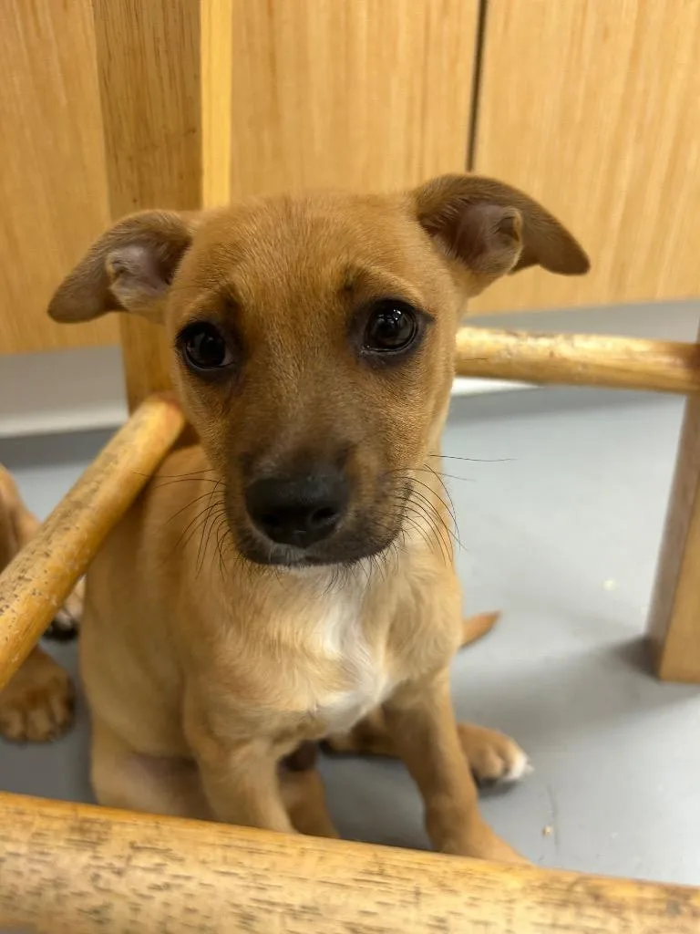 A baby medium-sized male Chihuahua dog named Kelso for adoption in Hartsville, SC
