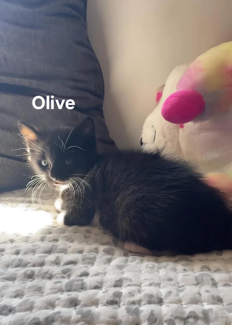 A baby medium-sized female Torbie Domestic Short Hair cat named Olive & Marie for adoption in Chicopee, MA