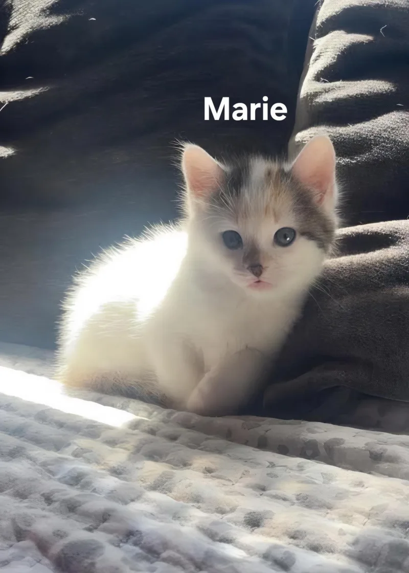 Olive & Marie thumbnail 2