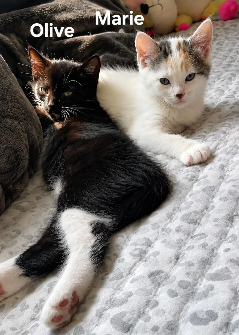 Olive & Marie thumbnail 3