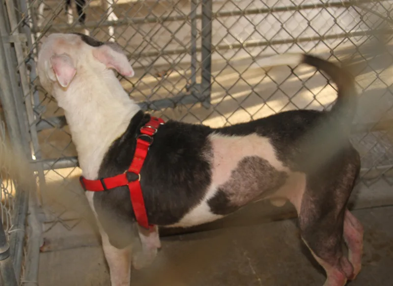 Moto Moto thumbnail 2