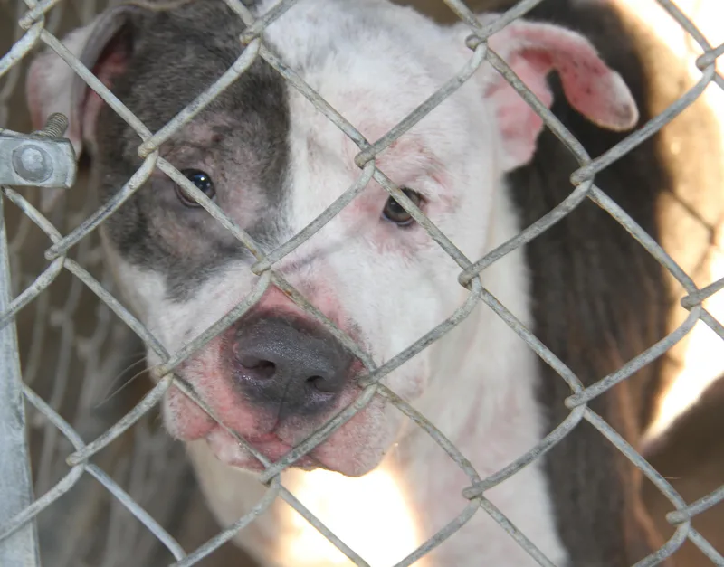 Moto Moto thumbnail 3