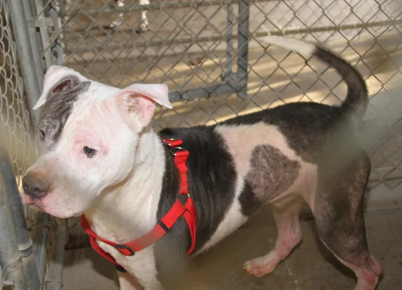 Moto Moto thumbnail 4