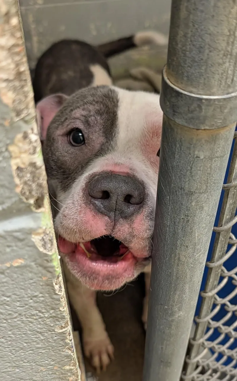 Moto Moto thumbnail 5