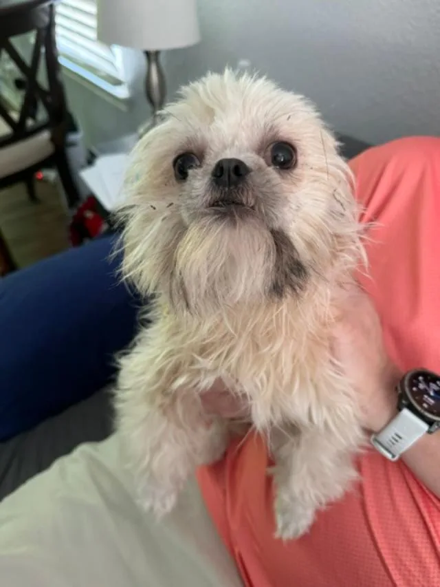 Gidget