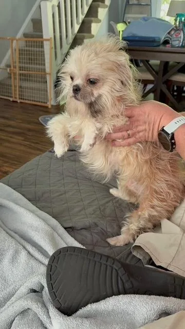 Gidget thumbnail 2
