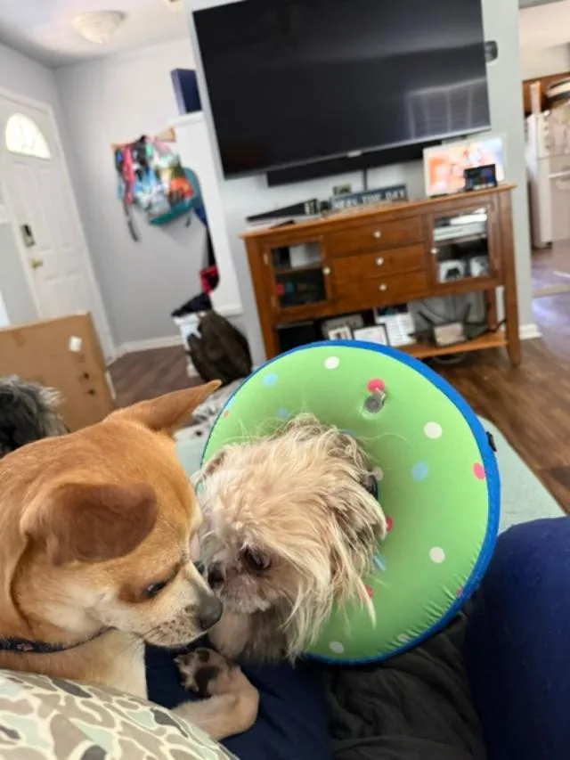 Gidget thumbnail 3