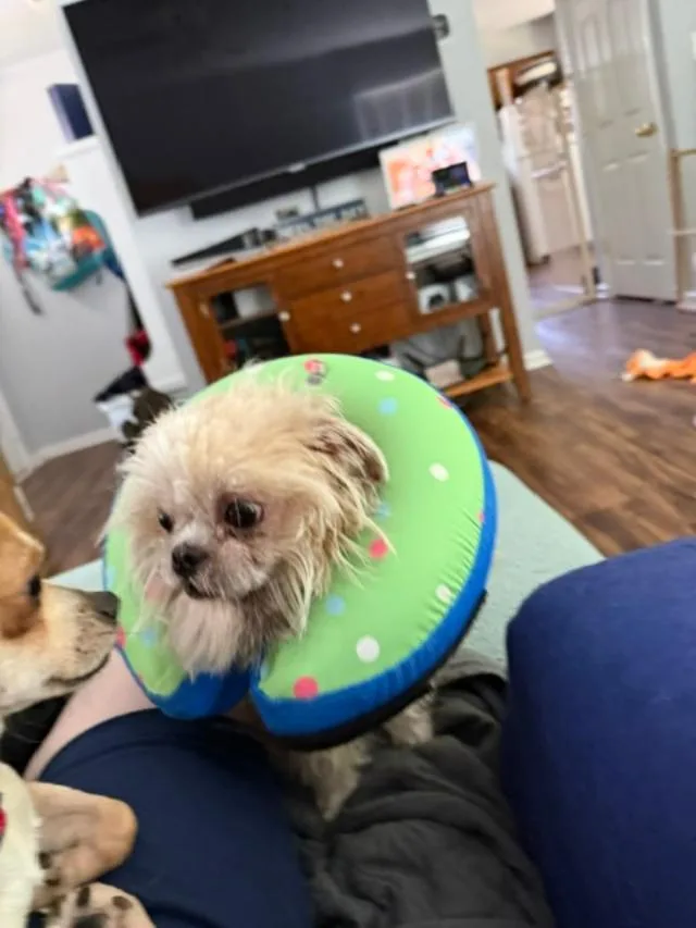 Gidget thumbnail 4