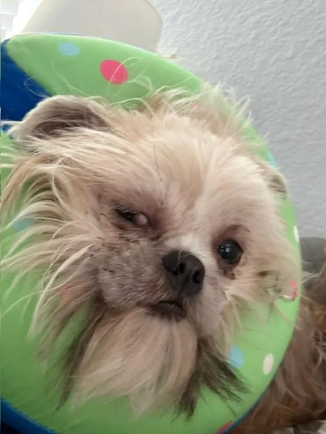 Gidget thumbnail 5
