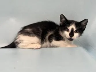 A baby small-sized female Domestic Short Hair cat named Nsync for adoption in Golden Valley, MN