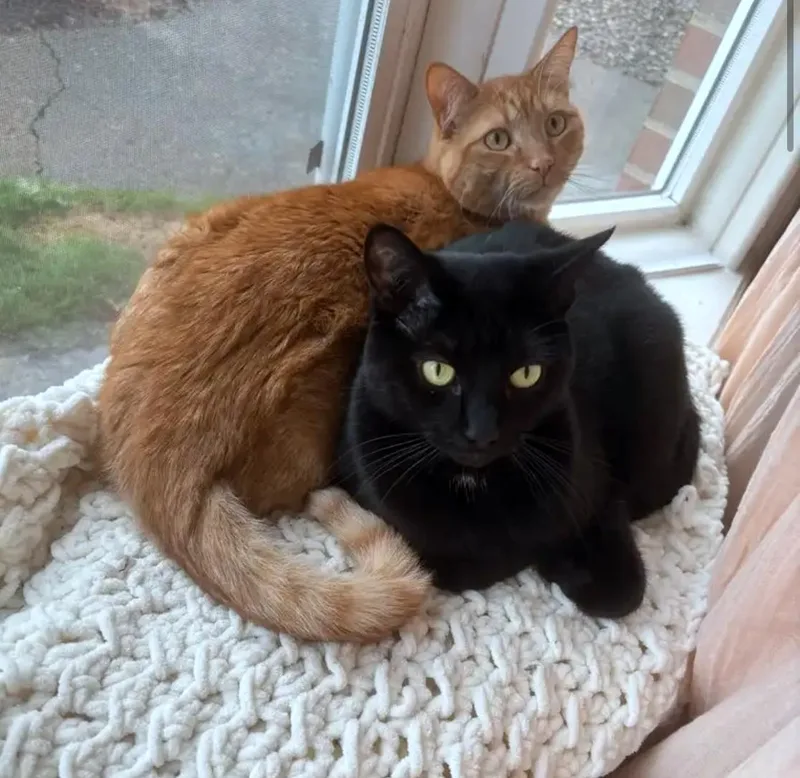 An adult medium-sized male Tabby (Orange / Red) Tabby cat named Killian & Dusty  for adoption in Hillsboro, OR