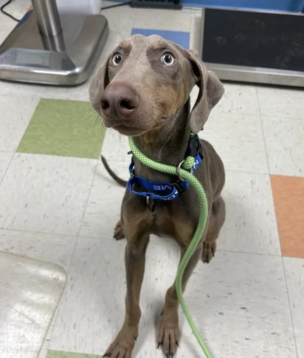 A young medium-sized male Doberman Pinscher dog named Duke for adoption in Sioux City, IA