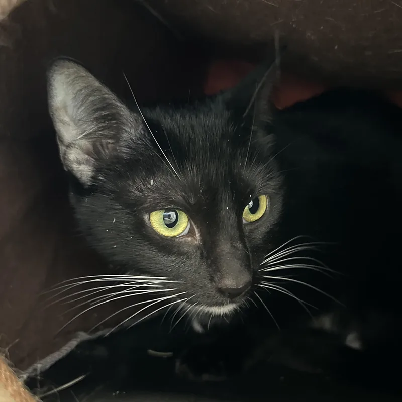 A young medium-sized female Black & White / Tuxedo Domestic Short Hair cat named Noodle for adoption in Cooperstown, NY