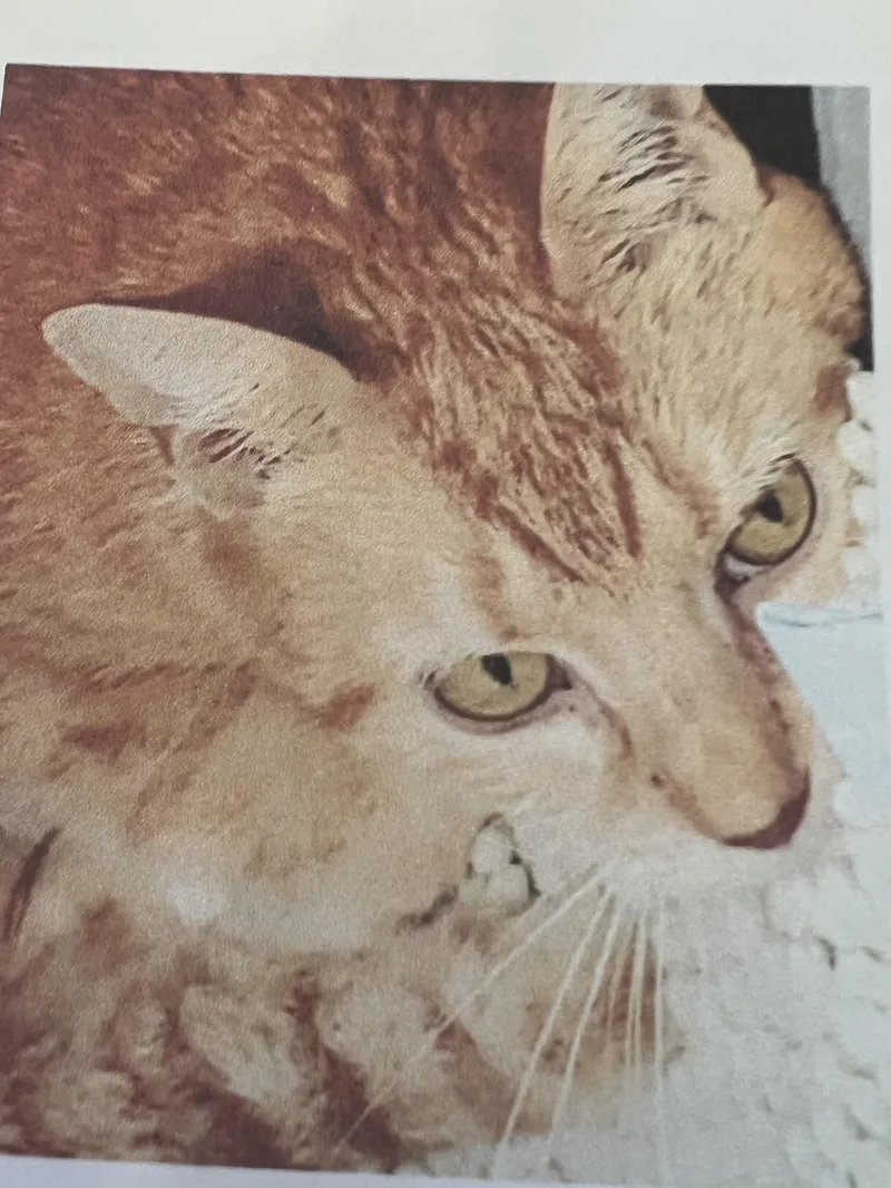 An adult medium-sized female Orange / Red Domestic Short Hair cat named Saffron for adoption in New Windsor, NY