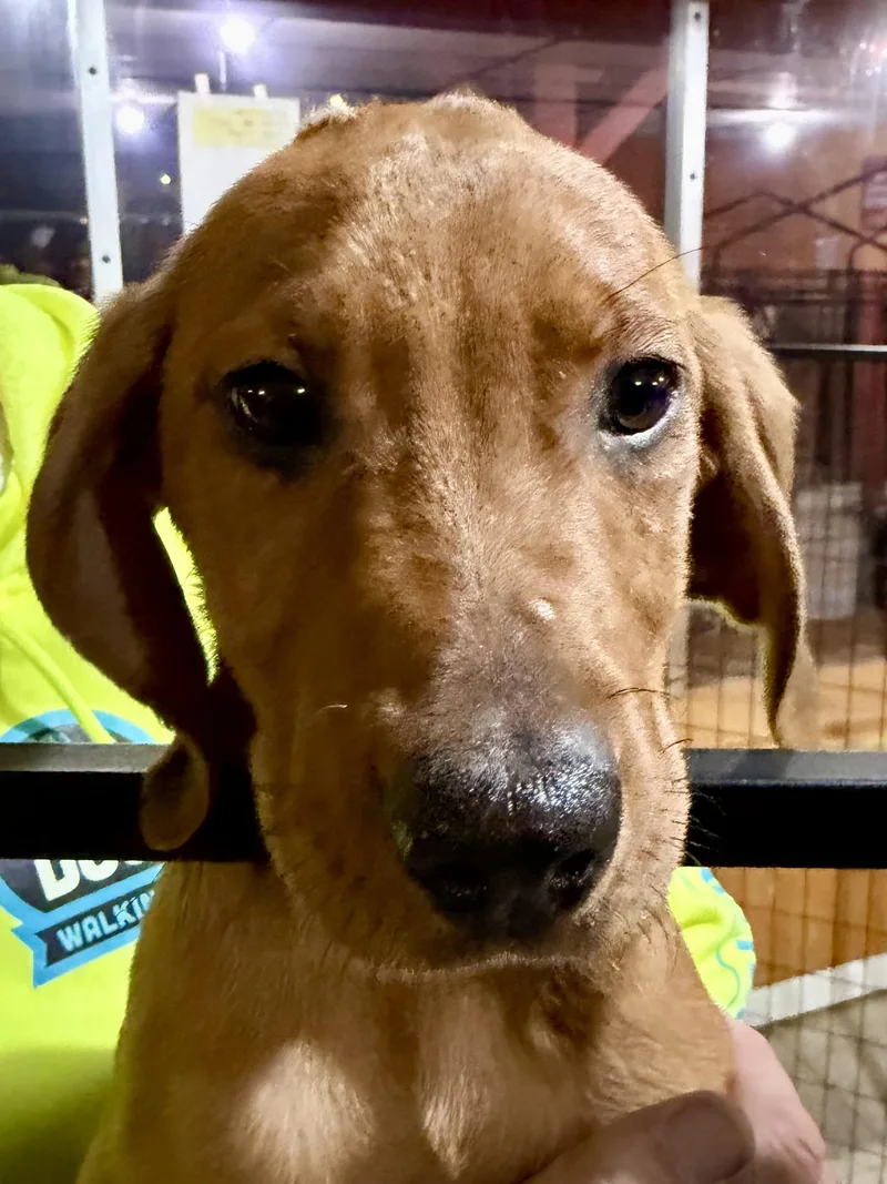A baby medium-sized male Labrador Retriever dog named Daryll for adoption in Madison Heights, MI