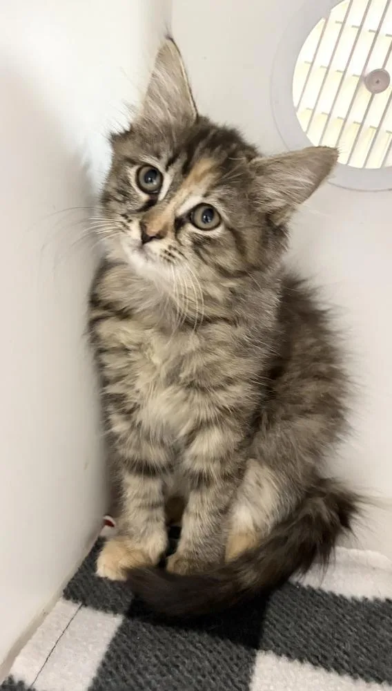 A baby small-sized female Domestic Medium Hair cat named Petunia for adoption in Rochester, IN