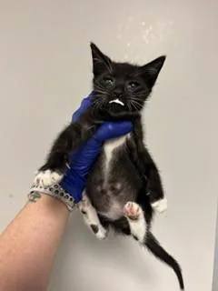 A baby small-sized male Domestic Short Hair cat named Liam for adoption in Miami, FL