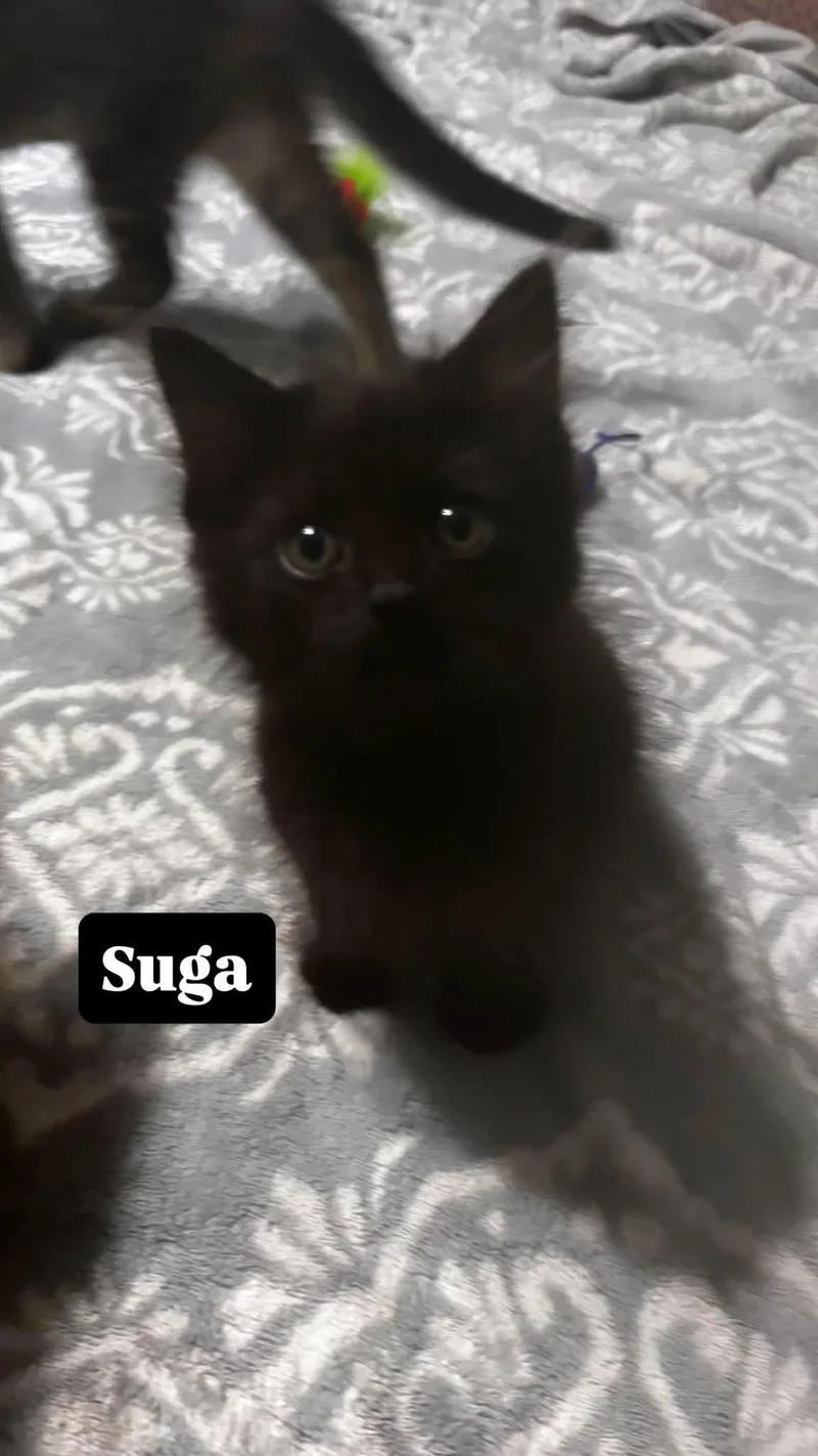A baby small-sized male Black Domestic Short Hair cat named Suga for adoption in Clarksville, TN