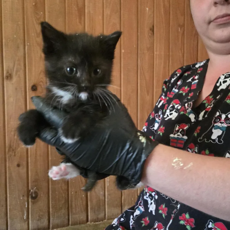 A baby small-sized male Black Domestic Short Hair cat named Nemo for adoption in Tylertown, MS