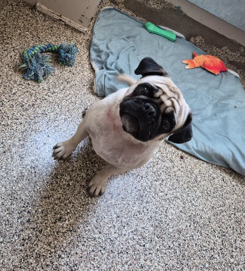 Rufus