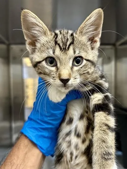 A baby medium-sized male Buff / Tan / Fawn Domestic Short Hair cat named Lil Guy for adoption in Wichita, KS