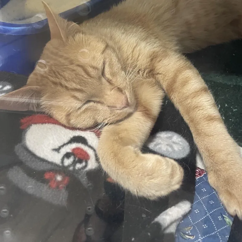 A young small-sized male Orange / Red Domestic Short Hair cat named Frito for adoption in Prescott, AZ