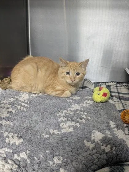 A young medium-sized male Tabby (Orange / Red) Domestic Medium Hair cat named Purrjury for adoption in Lock Haven, PA