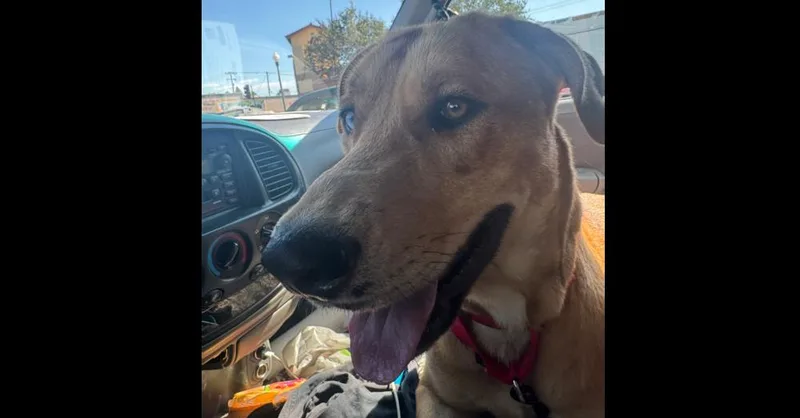 Billy Boy thumbnail 2