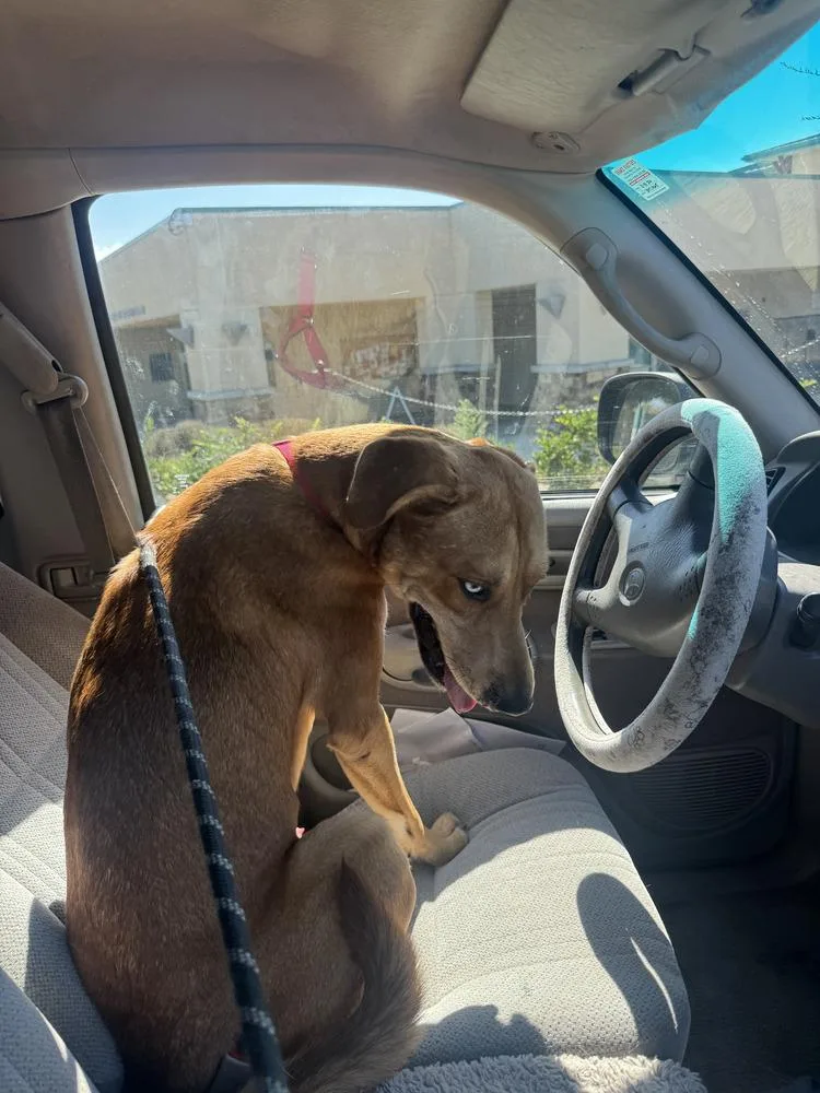 Billy Boy thumbnail 3